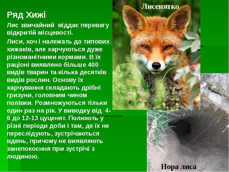 Ряд Хижі
Ряд Хижі
Лис звичайний віддає перевагу відкритій місцевості.
Ряд Хижі
Ряд Хижі
Лис звичайний віддає перевагу відкритій місцевості.