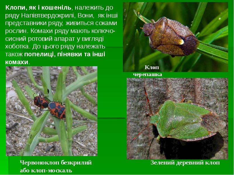 Клопи, як і кошеніль, належить до ряду Напівтвердокрилі, Вони, як інші Клопи, як і кошеніль, належить до ряду Напівтвердокрилі, Вони, як інші