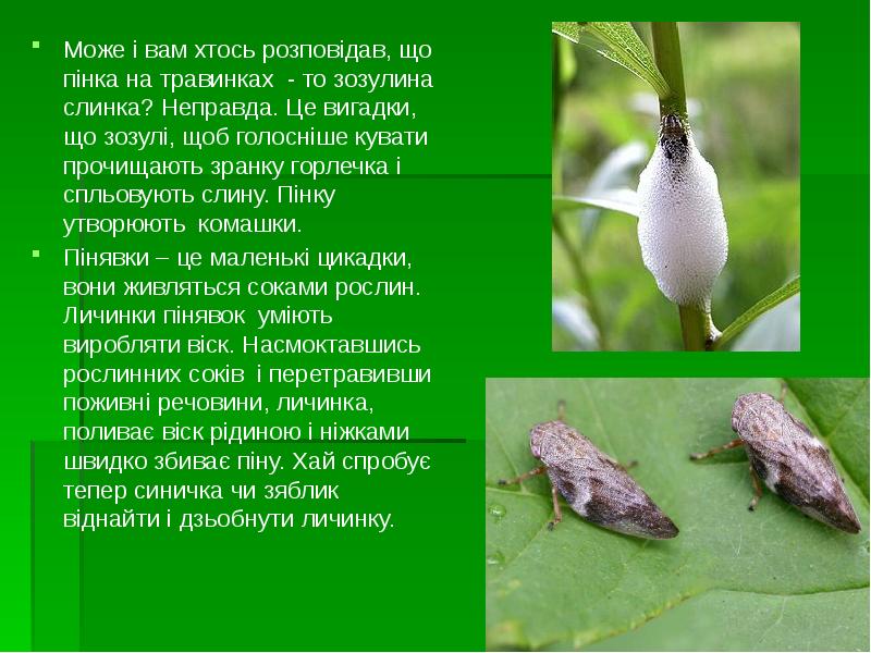 Може і вам хтось розповідав, що пінка на травинках - то Може і вам хтось розповідав, що пінка на травинках - то