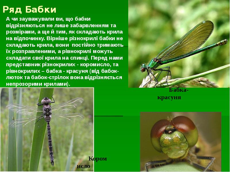 Ряд Бабки
А чи зауважували ви, що бабки відрізняються не лише Ряд Бабки
А чи зауважували ви, що бабки відрізняються не лише