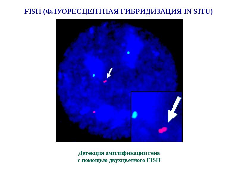 Fish method. Флуоресцентная гибридизация in situ. Метод флуоресцентной гибридизации in situ Fish. Метод гибридизации in situ. Fish гибридизация in situ.