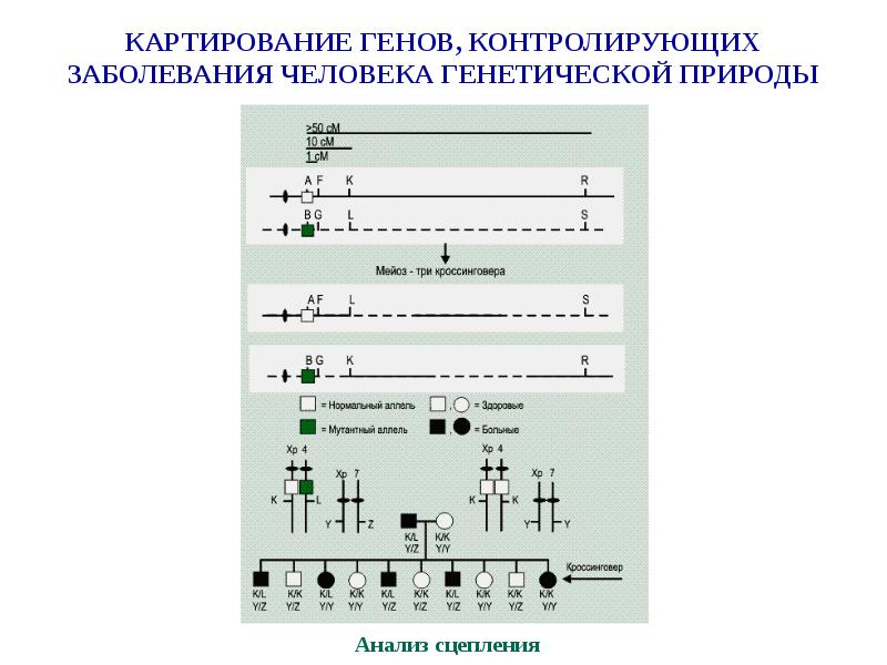 Картирование хромосом человека презентация 10 класс