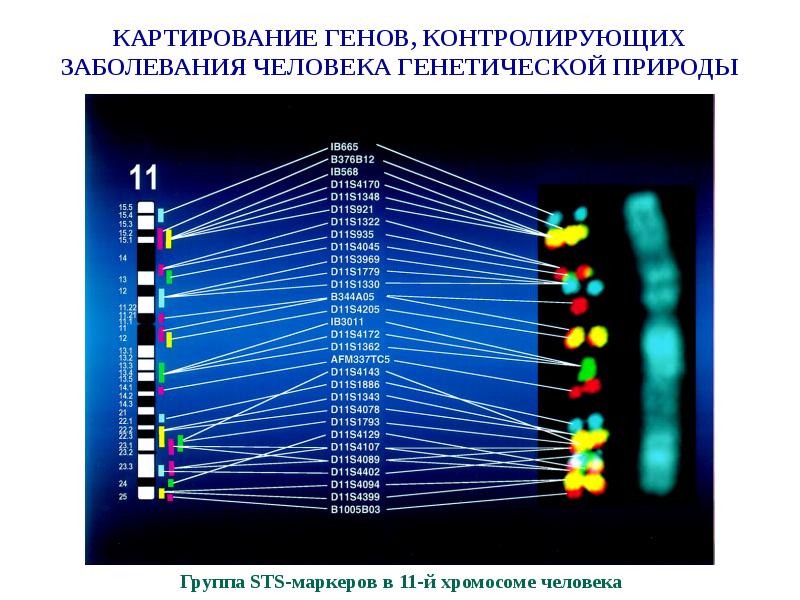 Генетическая карта человека онлайн