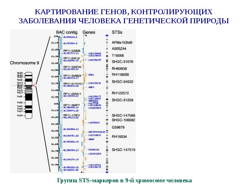 Примеры генов человека. Генетическая карта 1-й хромосомы человека. Карта генома человека. Генетическая карта хромосом человека. Карта хромосом человека генетика.