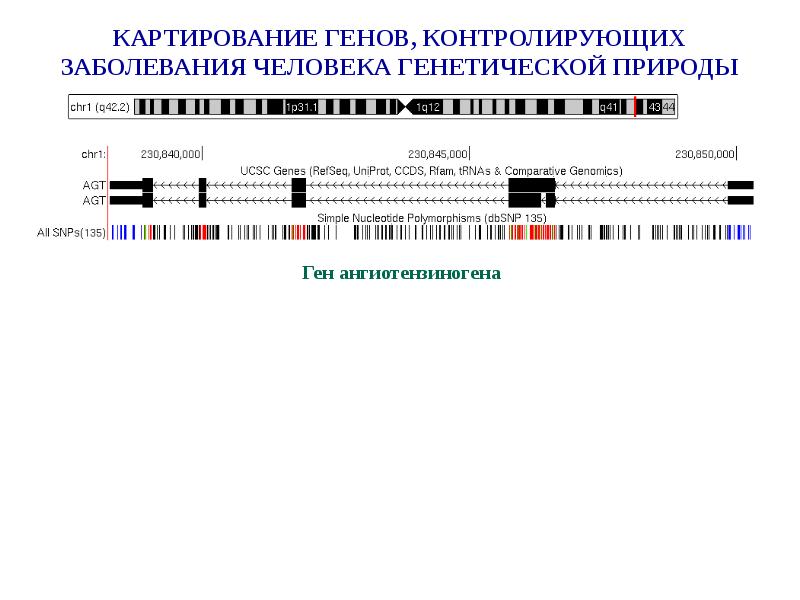 Презентация картирование хромосом человека