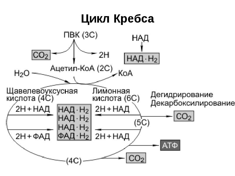 Схема клеточного дыхания в митохондриях