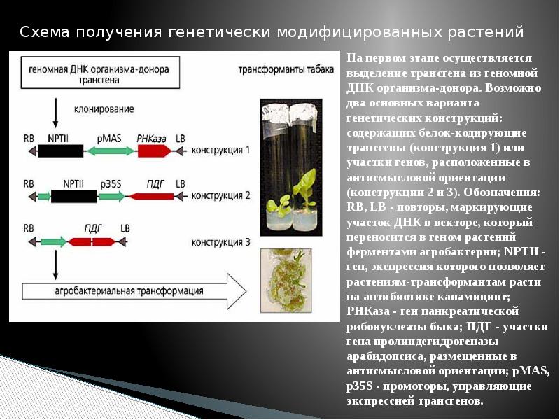 Участок гена. Генетическая трансформация растений. Методы трансформации растений. Методы генной инженерии растений. Методы генетической трансформации растений.