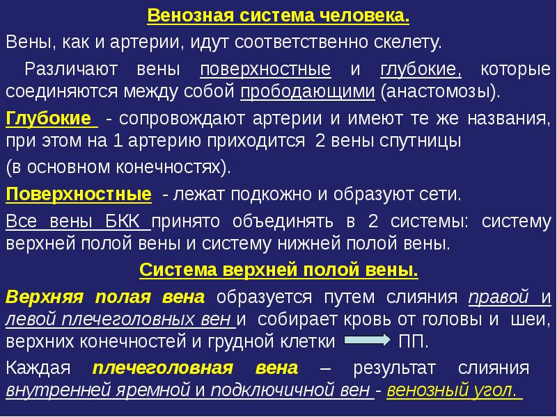 Презентация венозная система человека