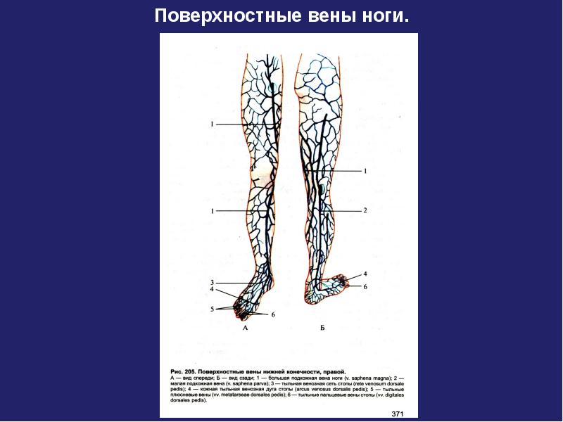 Расположение вен на ногах человека схема