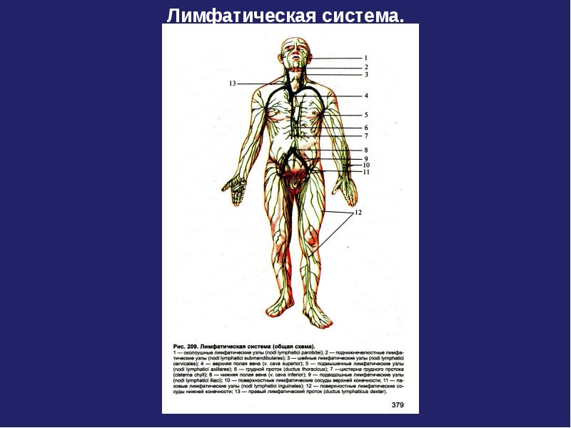 Лимфатическая система человека презентация