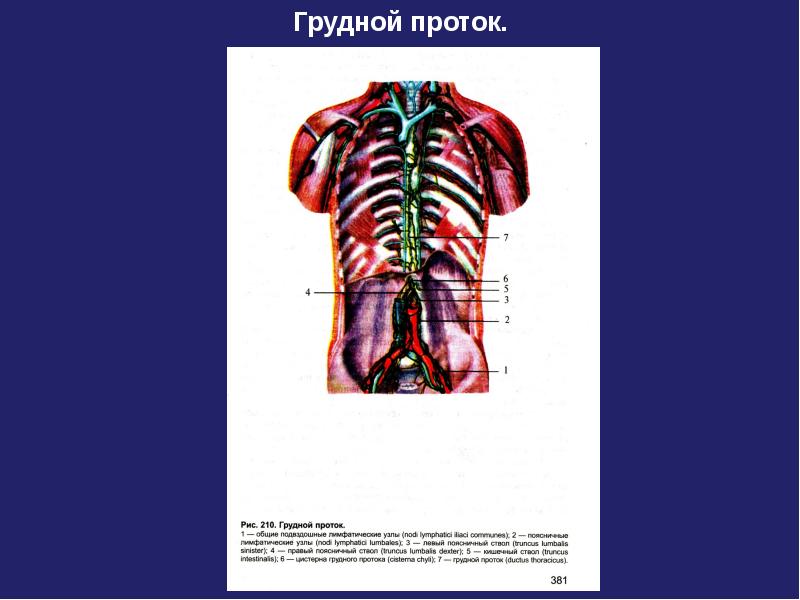 Грудной проток цистерна