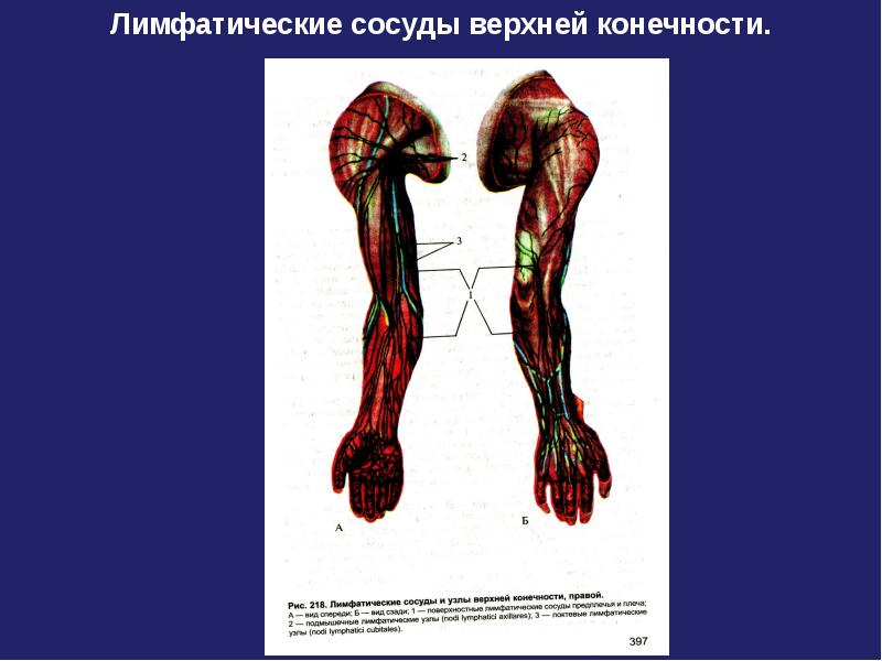 Сосуды верхней конечности