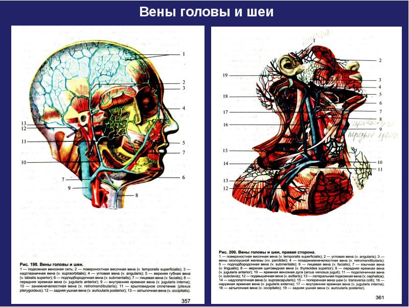 Вены шеи схема