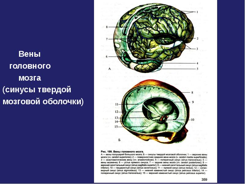 Вены твердой оболочки головного мозга. Схема венозных синусов твердой мозговой оболочки. Венозные синусы твердой мозговой оболочки. Вены лица и синусы твердой мозговой оболочки.