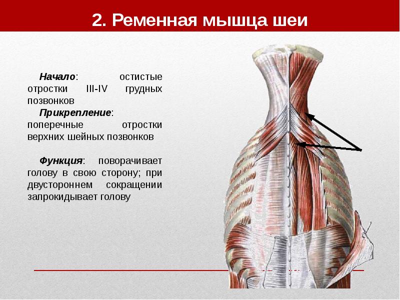 Мышцы анатомия презентация - 90 фото