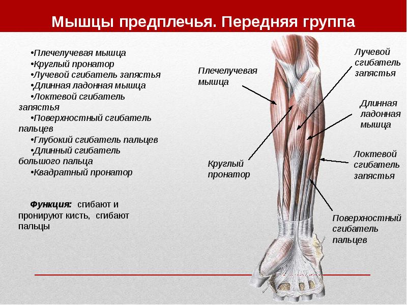 Свищи шеи презентация