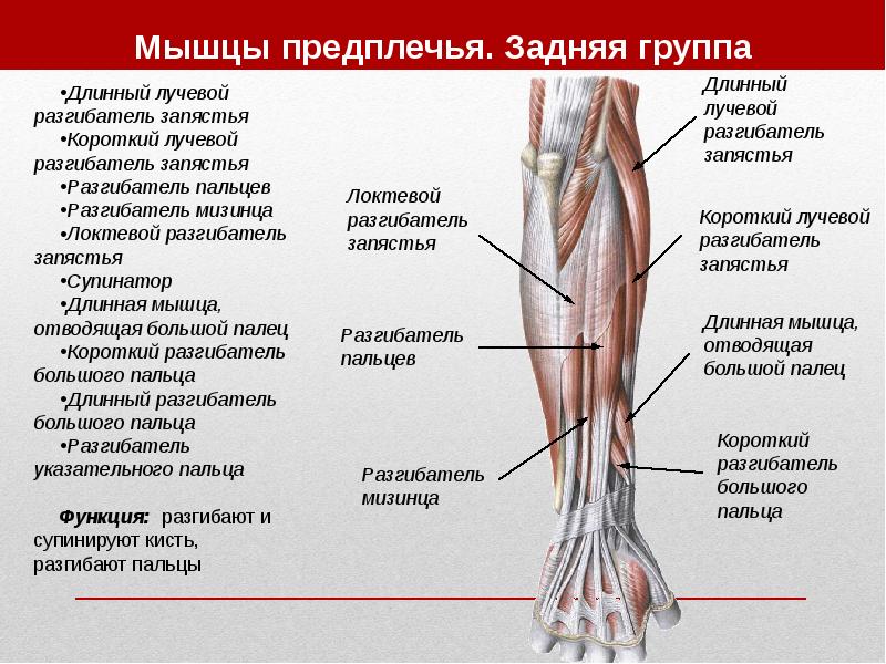 Шейные мышцы фото