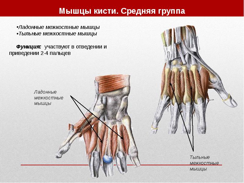 Свищи шеи презентация