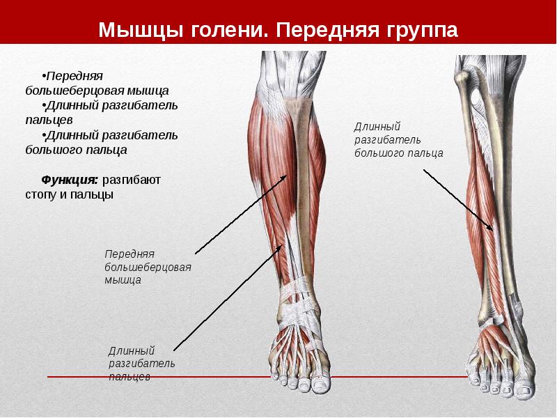 Мышцы шеи анатомия человека картинки и описание