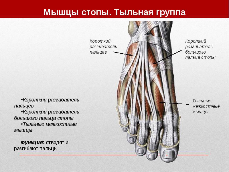 Шейные мышцы фото