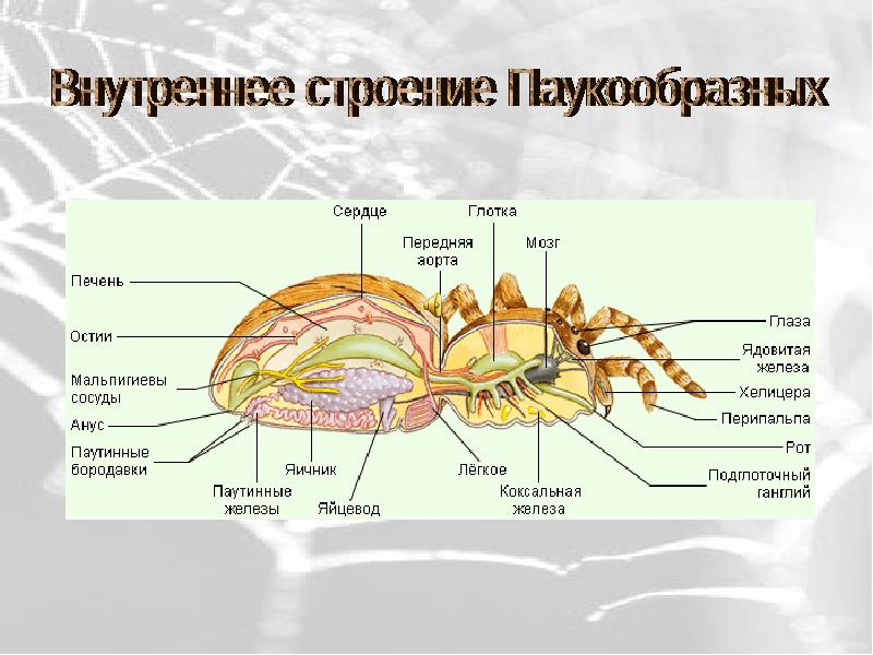 Картинки строения паукообразных