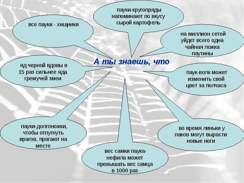 Многообразие паукообразных и их значение в природе и жизни человека план презентации