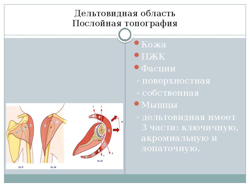 Топографическая анатомия верхней конечности презентация