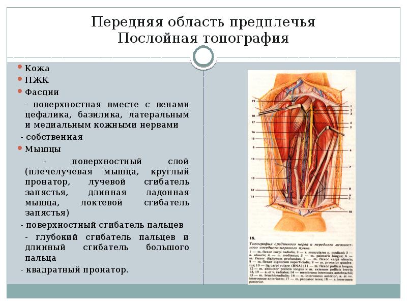 Область предплечья