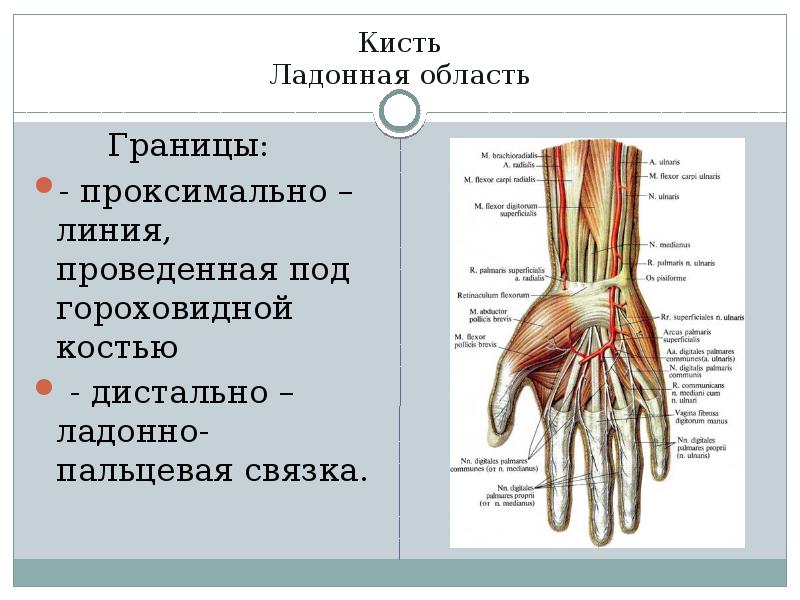 Топографическая анатомия верхней конечности презентация