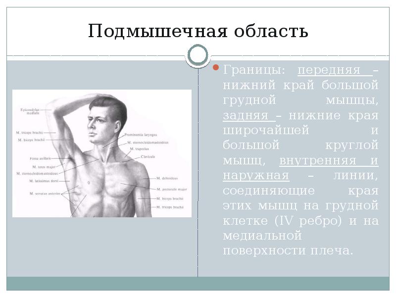 Стенки подмышечной впадины