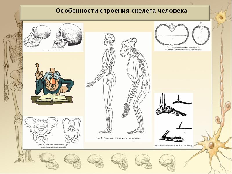 Особенности строения скелета. Особенности строения человека. Особенности строения чел. Что является особенностью строения скелета человека.