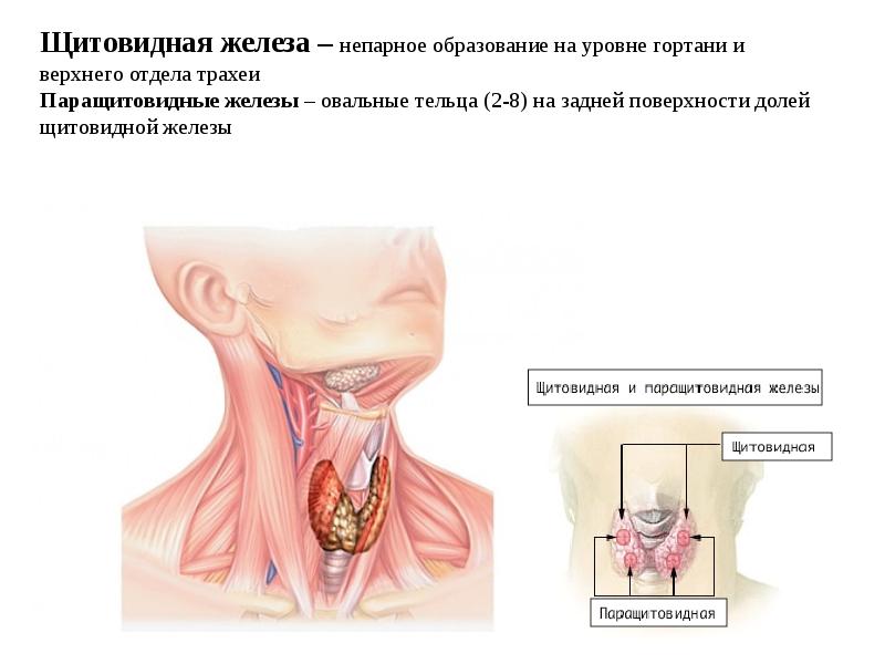 Щитовидная железа анатомия и физиология презентация