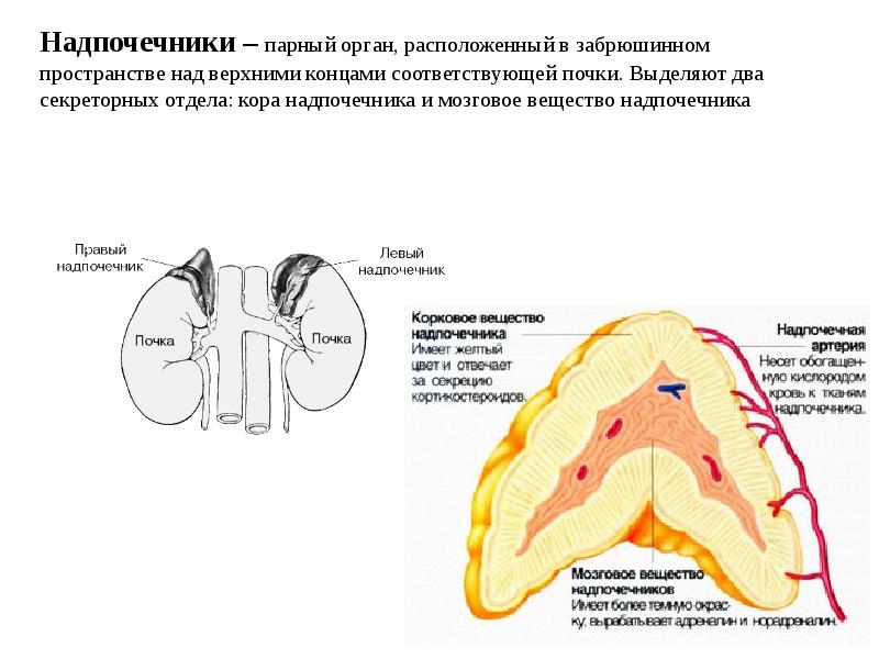 Надпочечники презентация по анатомии