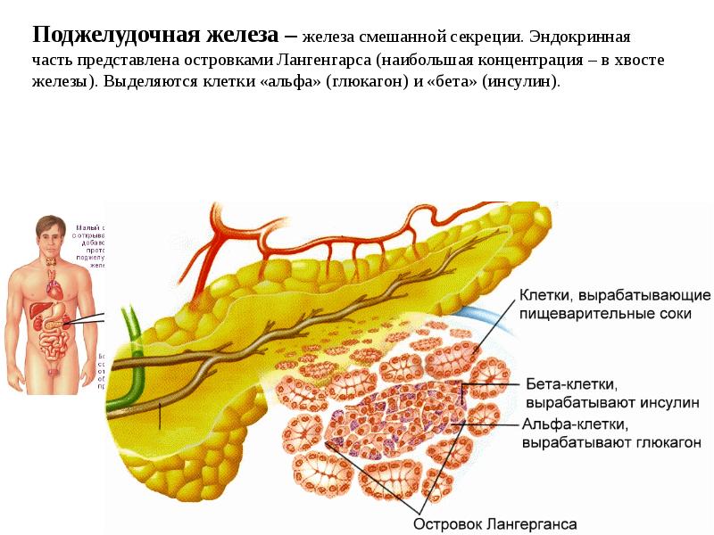 Поджелудочная железа презентация физиология