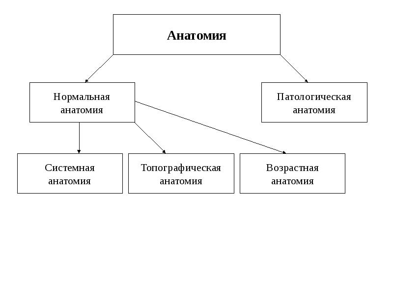 Методы анатомии. Методы исследования в анатомии схема. Методы изучения анатомии и физиологии человека. Методы анатомии таблица. Схема методы анатомического исследования.