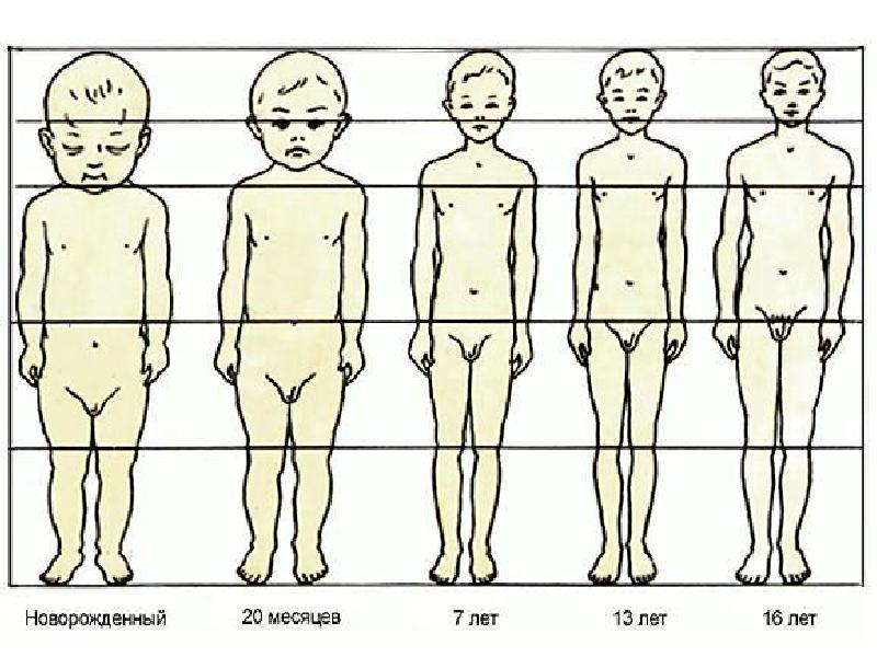 Органы мальчика и девочки. Схема пропорций тела человека по возрастам. Развитие мальчика. Пропорции детей разного возраста. Развитие тела девочки.
