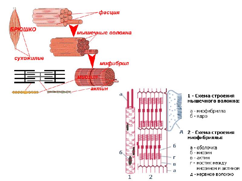 Схема строения мышечного волокна