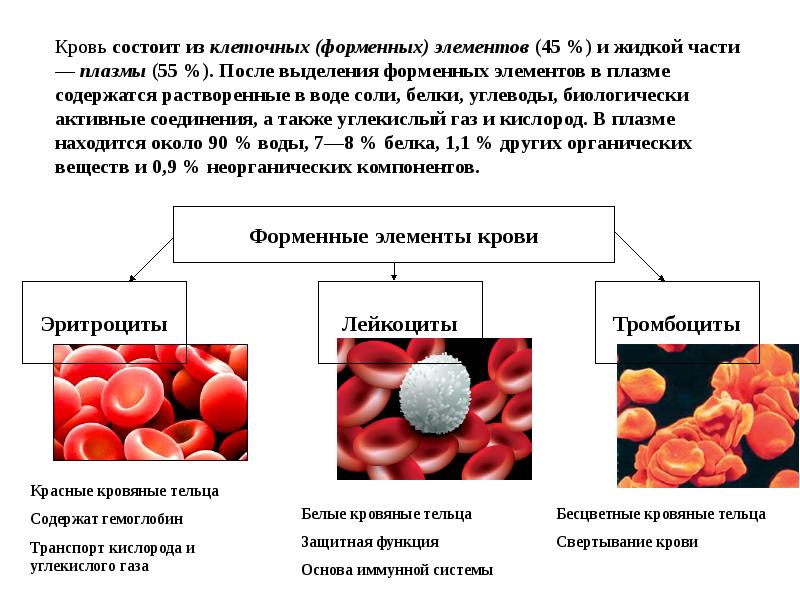 Функции крови картинки