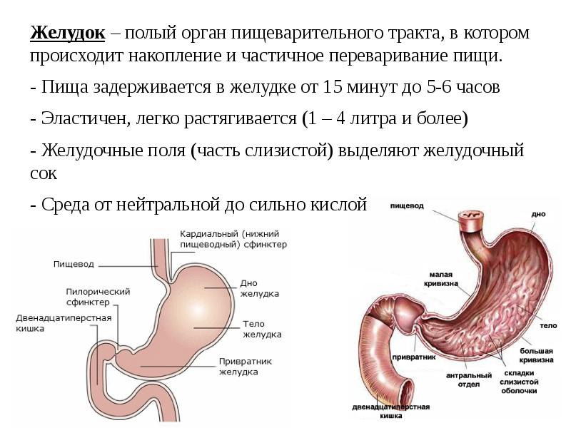 Физиология жкт презентация