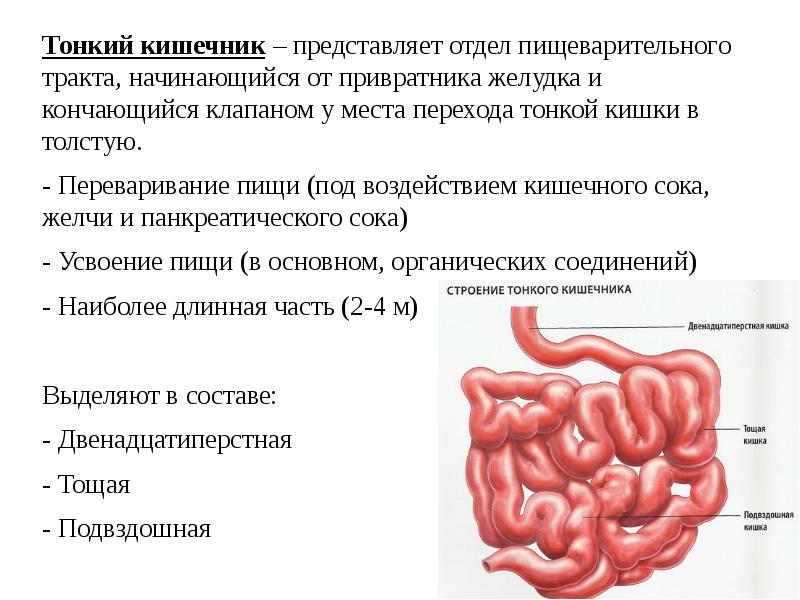 Кишки человеческие рисунок анатомия и физиология человека