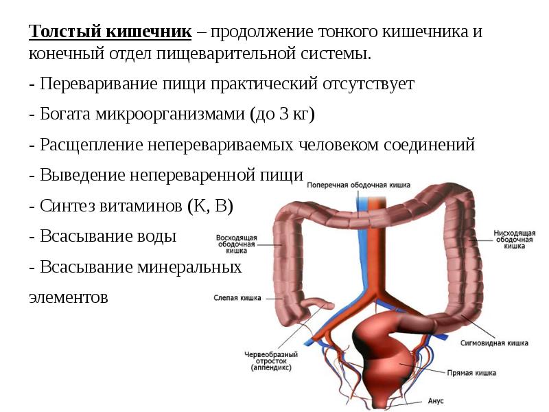 Кишки человеческие рисунок анатомия и физиология