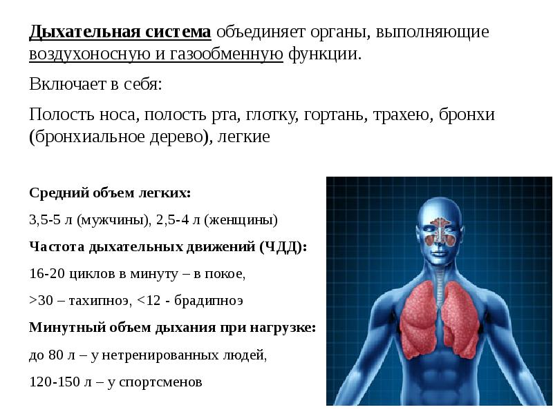 Схемы по физиологии человека