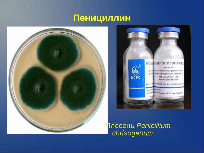 Вакцины микробиология презентация