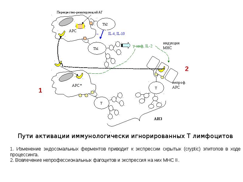 Схема патогенеза аутоиммунных заболеваний