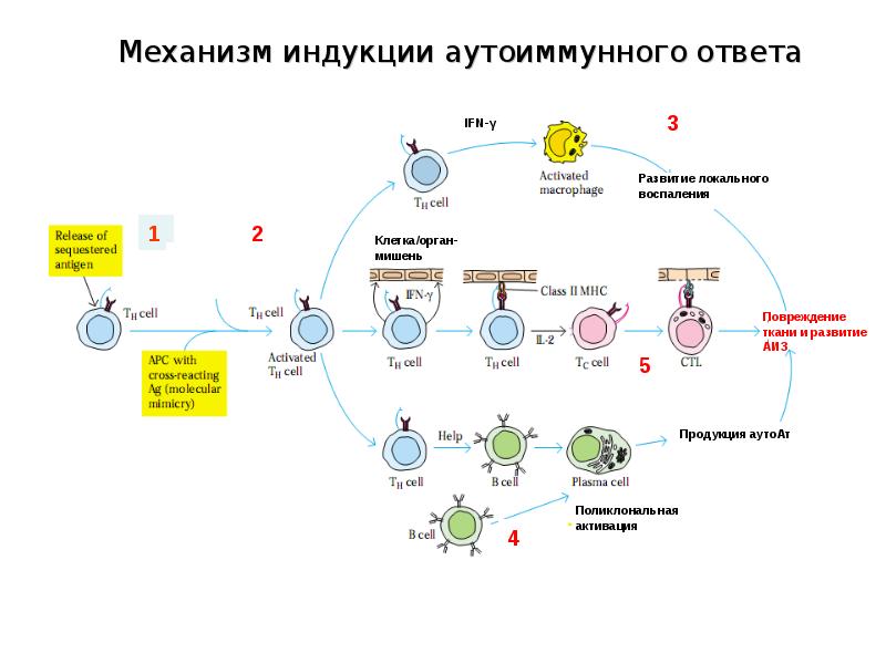 Схема патогенеза аутоиммунных заболеваний