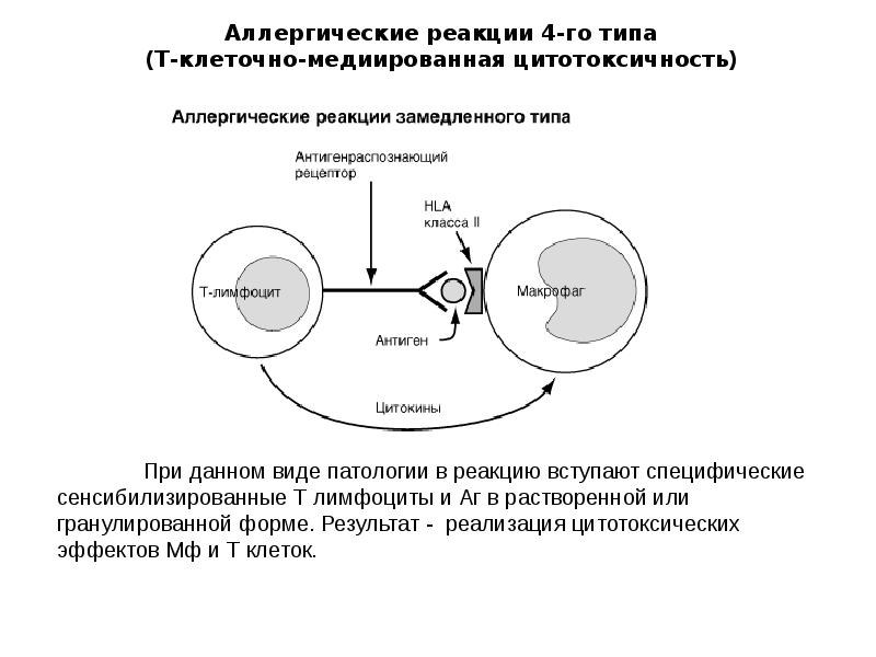 Реакции замедленного типа