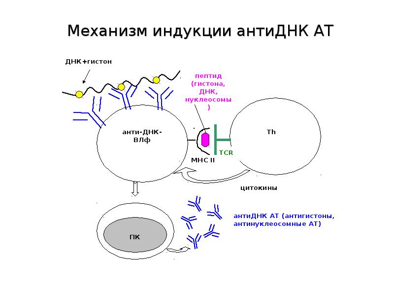 Механизмы болезни. Аутоиммунные заболевания механизм развития схема. Механизм развития аутоиммунных реакций схема. Аутоиммунный процесс схема. Схема развития аутоиммунного заболевания.