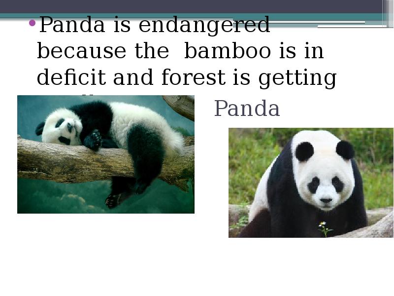 Endangered перевод. Endangered Panda презентация. Проект на тему endangered animals. Endangered animals проект 6 класс. Проекты про endangered animals с переводом Панда мало.