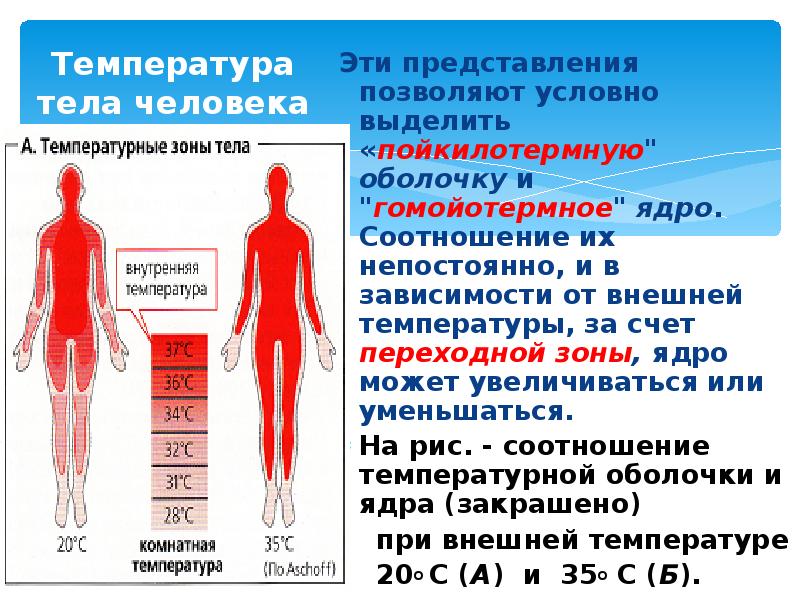 Температура органов человека