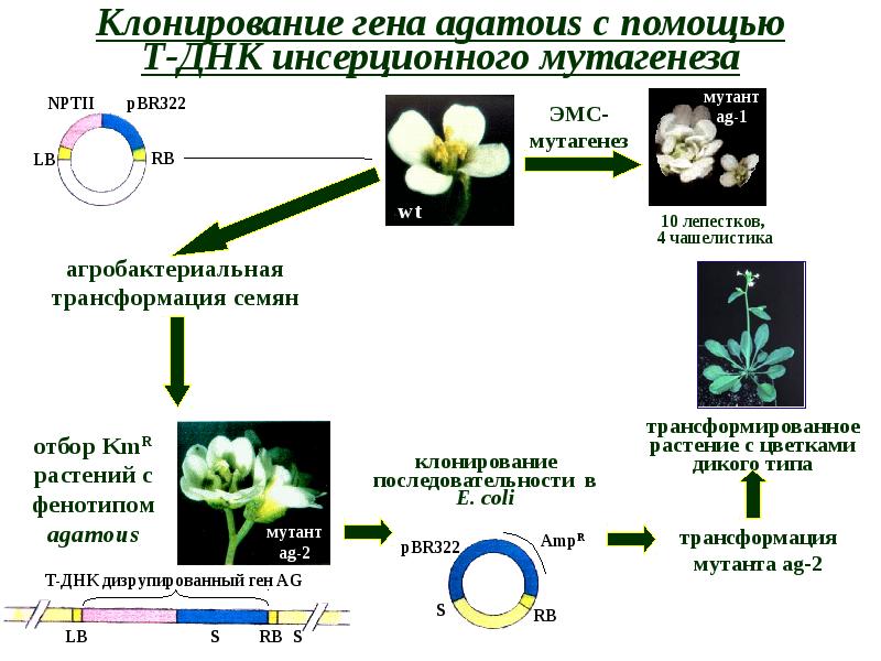 Фенотипу растений